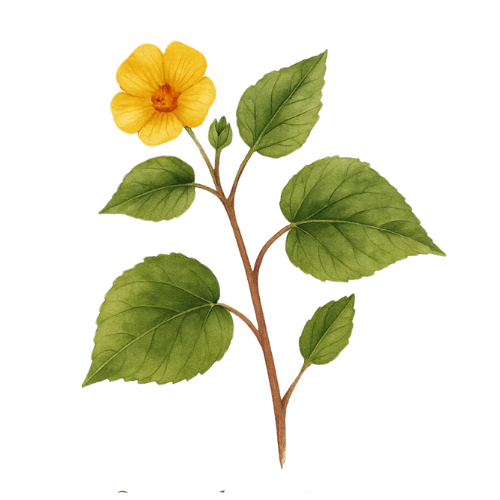 bala herb