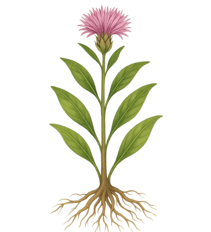Jatamansi