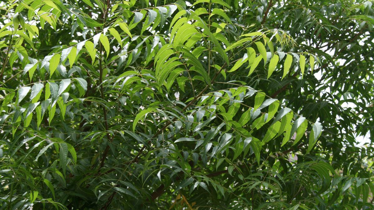 Neem