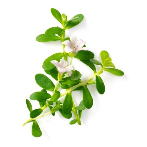 Brahmi