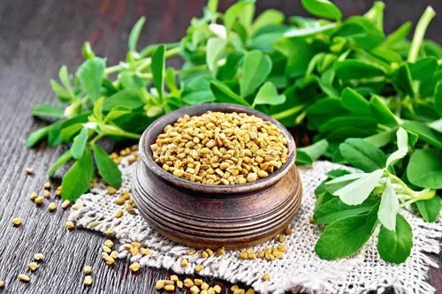 Fenugreek (Methi)