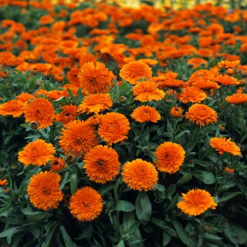 Calendula