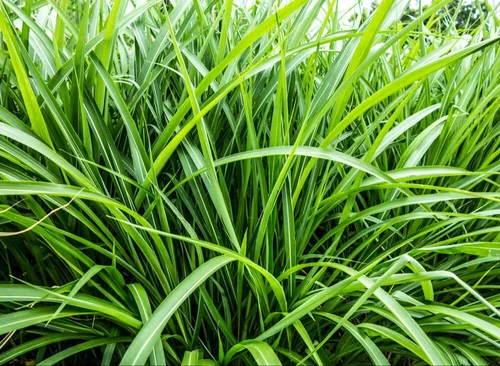 Eucalyptus & Vetiver