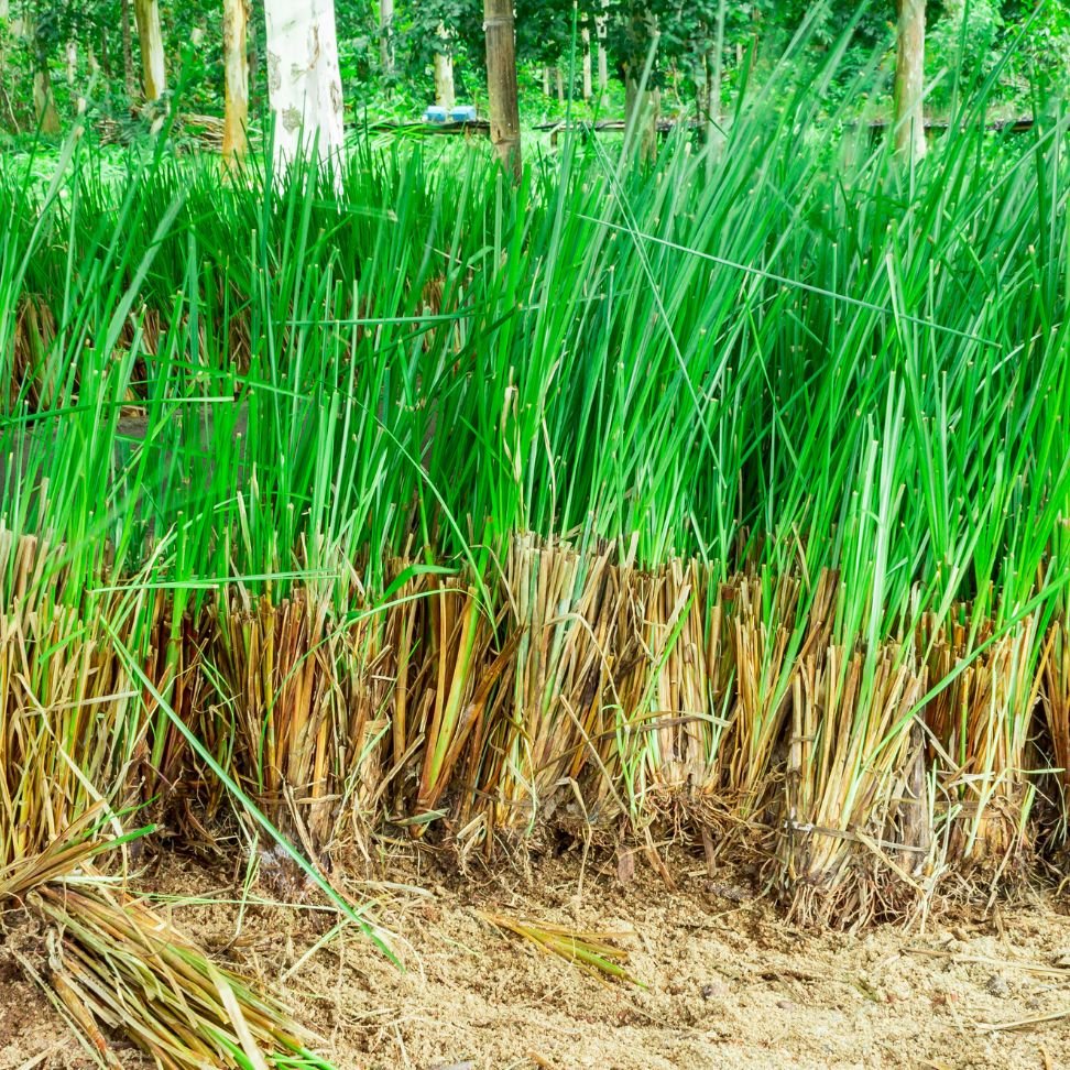 Vetiver (Khus)